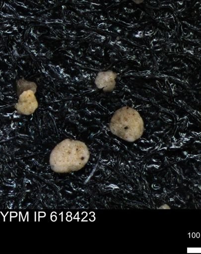 undet. Foraminiferida