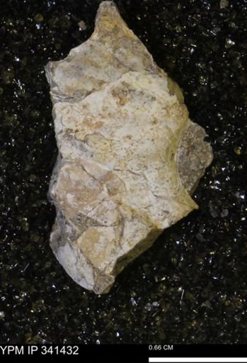Scaphites sp.