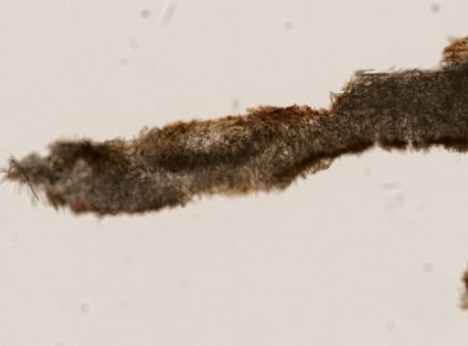 Cliona sp.