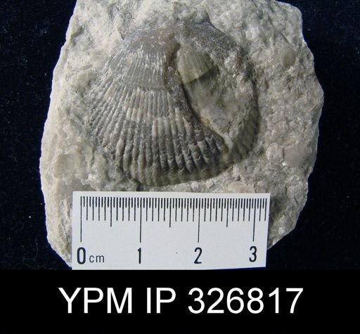 Plethorhyncha speciosa
