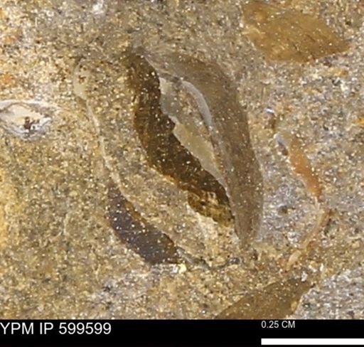 Protocardia subquadrata