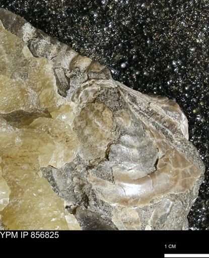 undet. Inoceramidae