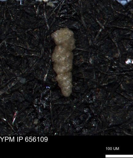 Verneuilinoides hectori
