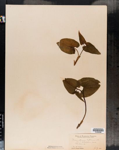 Maianthemum
