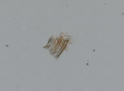 Leptoxis formosa