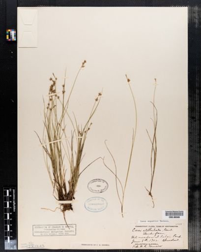 Carex angustior