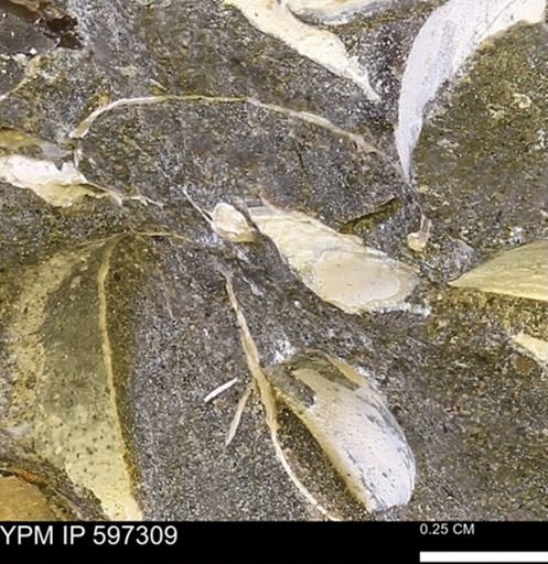 Limopsis striatopunctatus