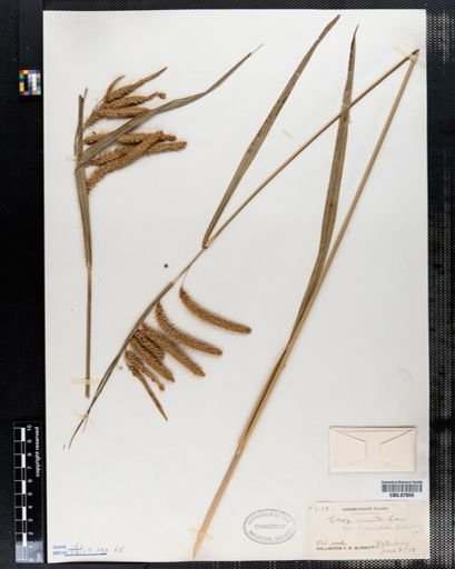 Carex crinita