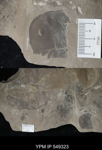 undet. Eurypterida