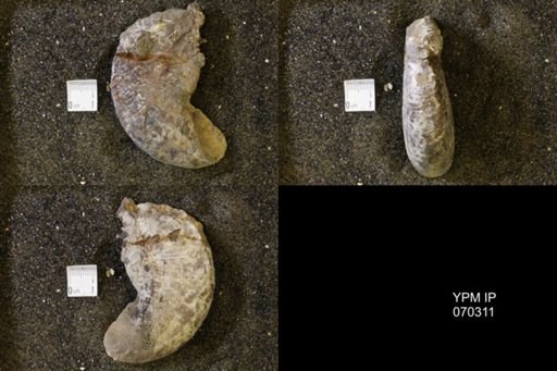 Hoploscaphites sp.
