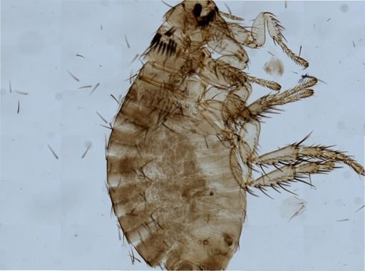 Ctenocephalides canis