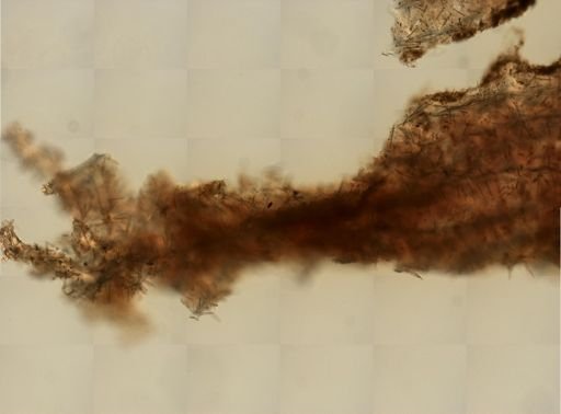 Porifera