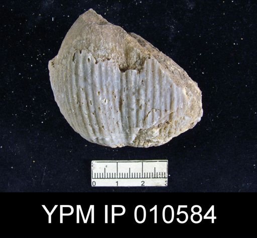 Productus ivesi