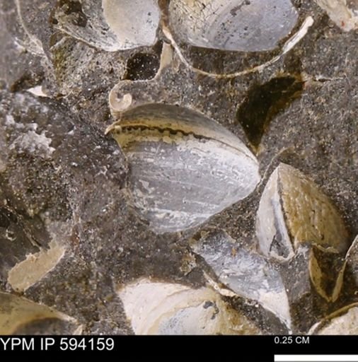 Limopsis? striatopunctatus