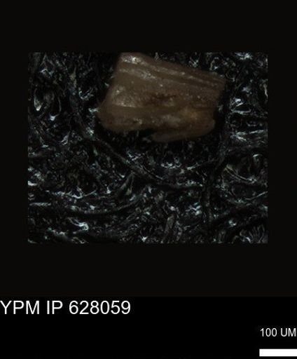undet. Foraminiferida