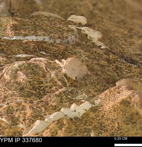 undet. Mollusca