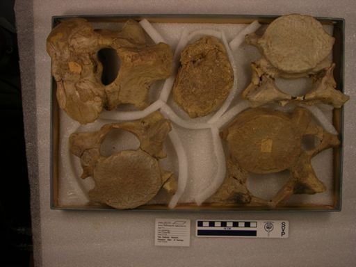 Uintatherium speirianum