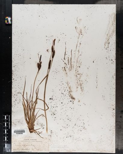 Carex nigra
