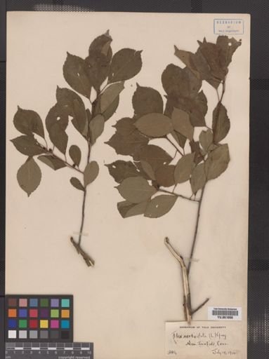 Ilex verticillata
