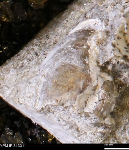 undet. Bivalvia