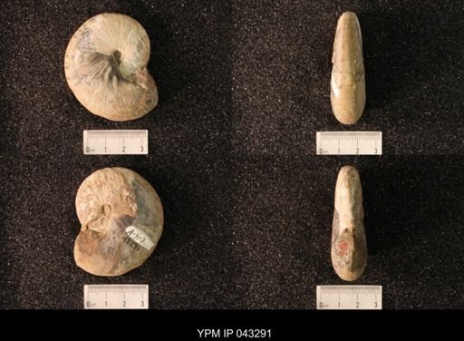 Hoploscaphites nicolletii