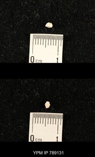 undet. Brachiopoda