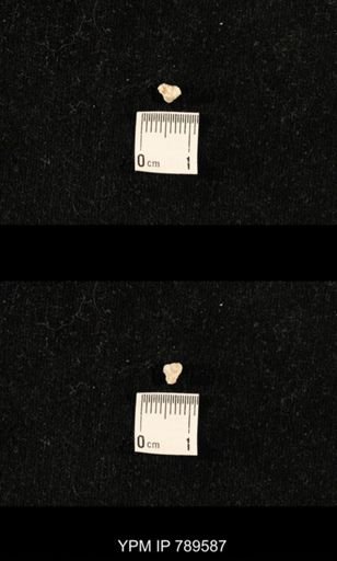 undet. Bryozoa
