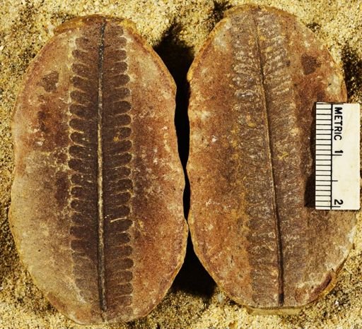 Pecopteris sp.