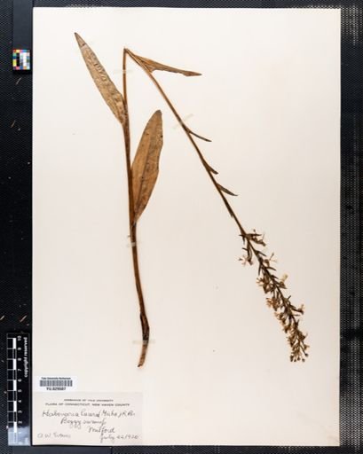 Habenaria lacera