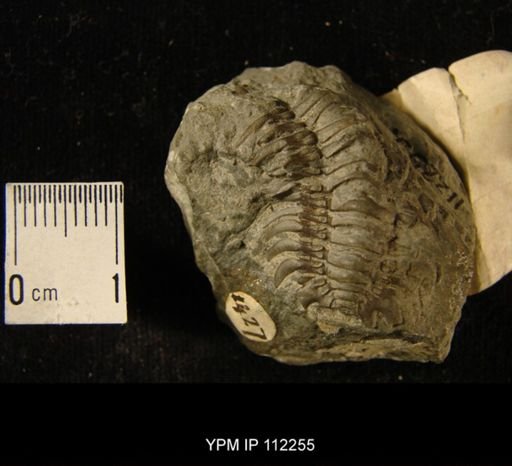 Cheirurus?