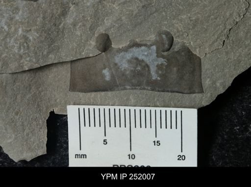 Eurypterus sp.