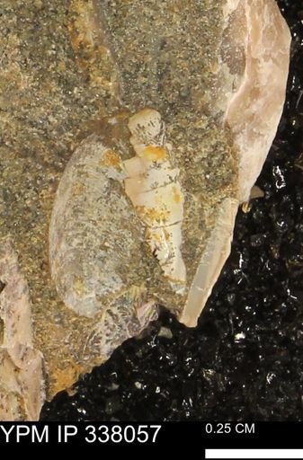 undet. Mollusca