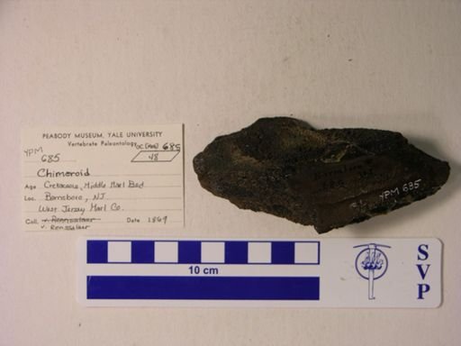 Edaphodon sp.