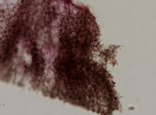 Antho lithophoenix