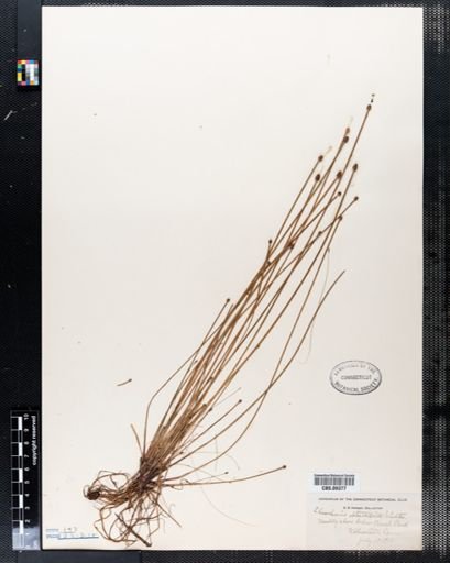 Eleocharis obtusa