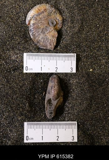 Discoscaphites sp.