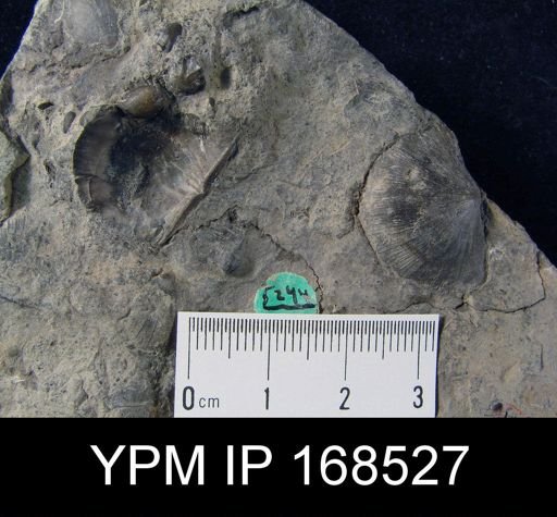 Mclearnia varistriata