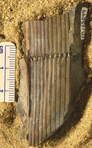 Calamites sp.