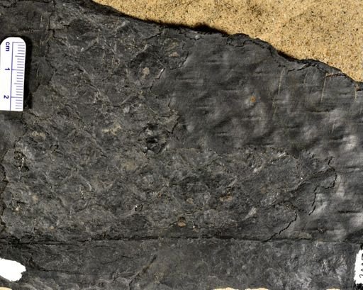 Lepidodendron
