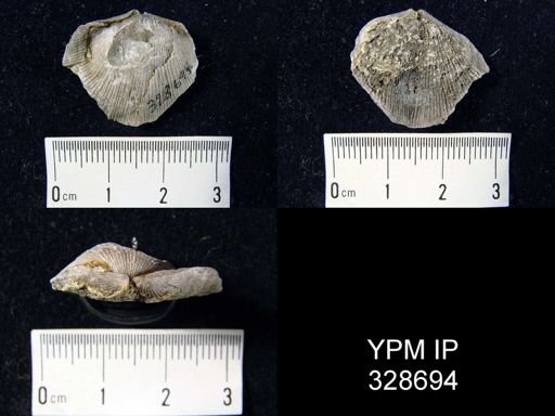 undet. Plectorthidae