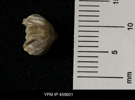 Wellerella delicatula