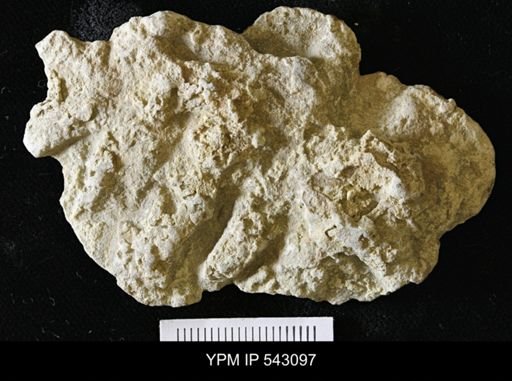 Asteriacites sp.