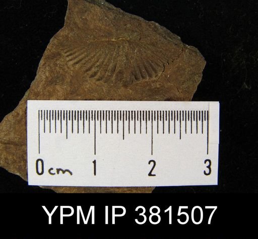 Mucrospirifer sp.