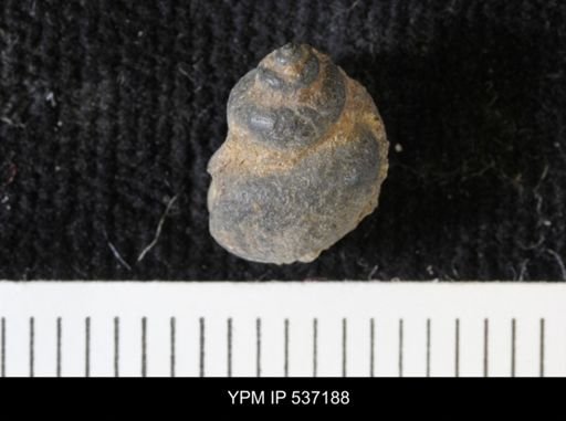 Viviparus montanaensis