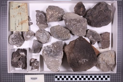 mixed taxa, stratigraphic collection