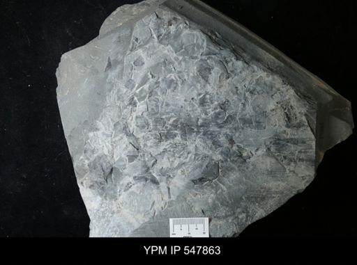 undet. Eurypterida
