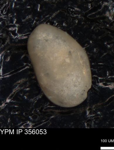 undet. Ostracoda
