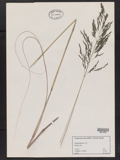 Eragrostis spectabilis