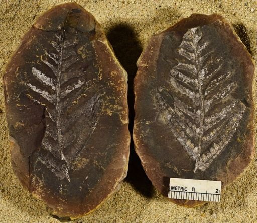 Pecopteris sp.