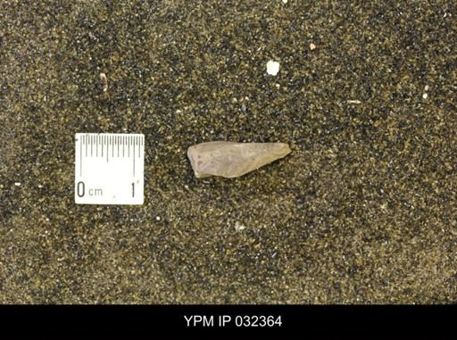 undet. Scaphitidae